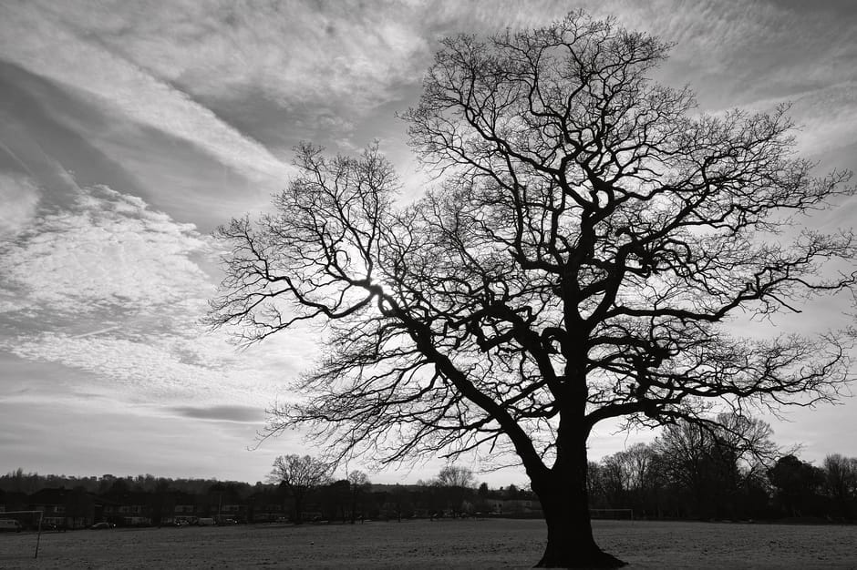 A large, leafless deciduous tree with intricate, twisting branches extending across the sky in a black and white photograph. The tree stands in an open, grassy field with a few smaller trees and low buildings visible in the background. The sky is partly cloudy with streaks of clouds creating a textured backdrop. This natural scene is captured during daylight hours and highlights the contrast between the dark tree silhouette and the lighter sky, providing a neutral, factual view of the landscape that could relate to outdoor surroundings of a house move or relocation context associated with Removal Van Croydon, emphasizing the importance of planning access and environment for furniture transport and home relocation activities.
